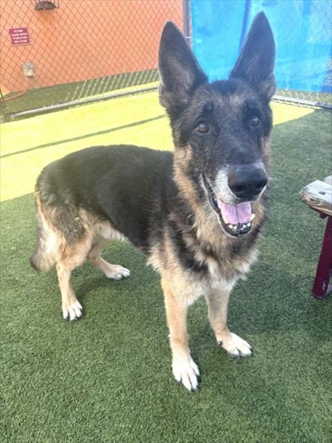 Shelter Stray Male Dog last seen Near BLOCK SW 147TH CT, 3599 NW 79th Ave, Doral, FL 33122, USA
