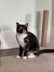 Reunited Female Cat last seen esplanade, Pelham Manor, NY 10803
