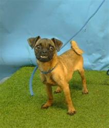 Shelter Stray Female Dog last seen , 216 W Victoria St, Gardena, CA 90248, USA