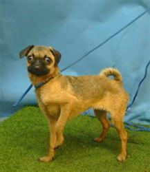 Shelter Stray Female Dog last seen , 216 W Victoria St, Gardena, CA 90248, USA
