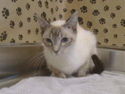 Shelter Stray Female Cat last seen HURLEY WAY AT MORSE AVE, 95864, 3839 Bradshaw Rd, Sacramento, CA 95827, USA