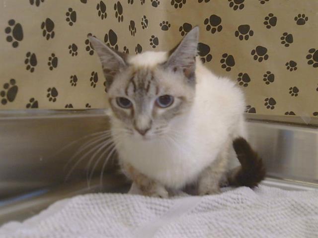 Shelter Stray Female Cat last seen HURLEY WAY AT MORSE AVE, 95864, 3839 Bradshaw Rd, Sacramento, CA 95827, USA