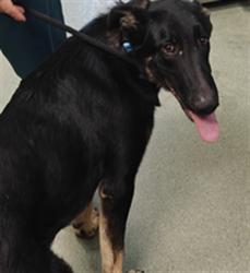 Shelter Stray Male Dog last seen Near BLOCK LOS PINOS RD SANTA FE NM 87507, 100 Caja Del Rio Rd, Santa Fe, NM 87507, USA