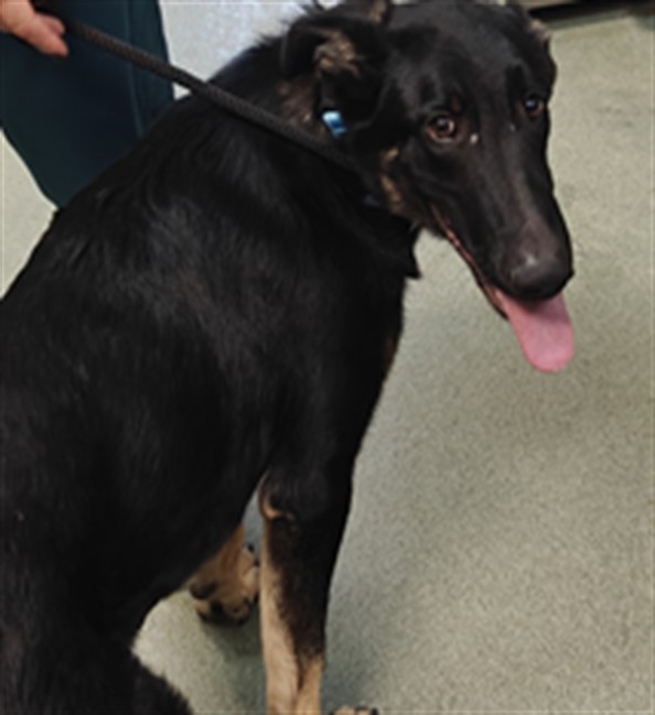 Shelter Stray Male Dog last seen Near BLOCK LOS PINOS RD SANTA FE NM 87507, 100 Caja Del Rio Rd, Santa Fe, NM 87507, USA