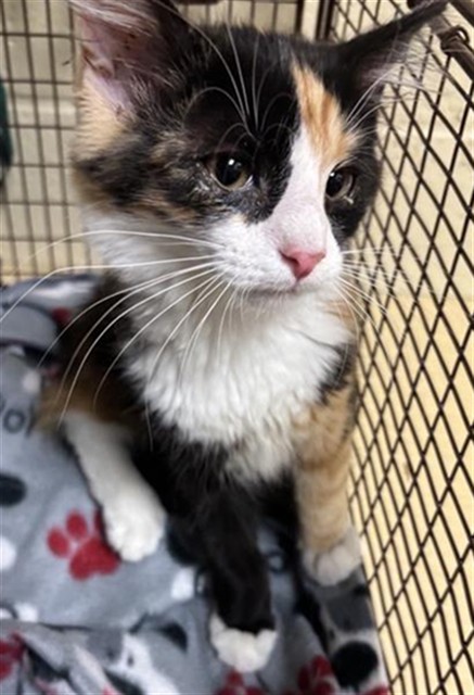 Shelter Stray Female Cat last seen SHADY LEAF WAY & PINEDALE AVE, 2127 Front St, Sacramento, CA 95818, USA