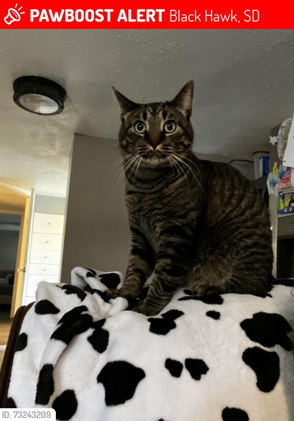 Lost Male Cat last seen Heritage Drive, Black Hawk, SD 57718