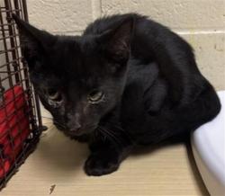 Shelter Stray Male Cat last seen SHADY LEAF WAY & PINEDALE AVE, 2127 Front St, Sacramento, CA 95818, USA