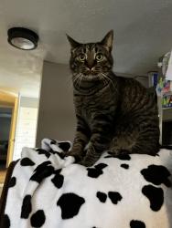 Lost Male Cat last seen Heritage Drive, Black Hawk, SD 57718
