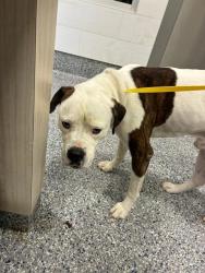 Shelter Stray Male Dog last seen 124TH AVE & OAKLAND ST, 12155 Park Blvd, Brighton, CO 80601, USA
