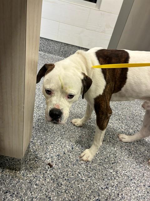Shelter Stray Male Dog last seen 124TH AVE & OAKLAND ST, 12155 Park Blvd, Brighton, CO 80601, USA