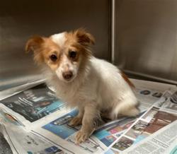 Shelter Stray Female Dog last seen , 3201 Lacy St, Los Angeles, CA 90031, USA