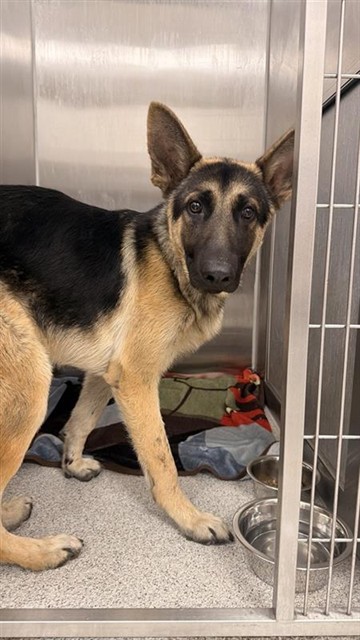 Shelter Stray Male Dog last seen LAGUNA BLVD / NEOSHO DR, 9150 Union Park Way, Elk Grove, CA 95624, USA