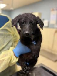 Shelter Stray Unknown Dog last seen Near BLOCK CRESTMORE RD, JURUPA VALLEY, CA, 6851 Van Buren Boulevard, Jurupa Valley, CA 92509, USA