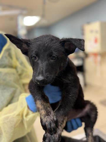 Shelter Stray Male Dog last seen Near BLOCK CRESTMORE RD, JURUPA VALLEY, CA, 6851 Van Buren Boulevard, Jurupa Valley, CA 92509, USA