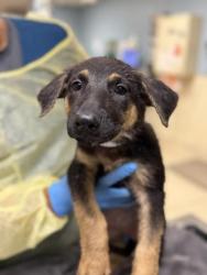 Shelter Stray Unknown Dog last seen Near BLOCK CRESTMORE RD, JURUPA VALLEY, CA, 6851 Van Buren Boulevard, Jurupa Valley, CA 92509, USA