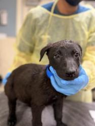 Shelter Stray Unknown Dog last seen Near BLOCK CRESTMORE RD, JURUPA VALLEY, CA, 6851 Van Buren Boulevard, Jurupa Valley, CA 92509, USA
