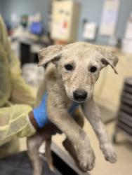 Shelter Stray Unknown Dog last seen Near BLOCK CRESTMORE RD, JURUPA VALLEY, CA, 6851 Van Buren Boulevard, Jurupa Valley, CA 92509, USA