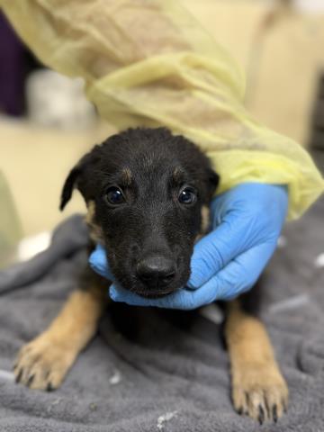 Shelter Stray Male Dog last seen Near BLOCK CRESTMORE RD, JURUPA VALLEY, CA, 6851 Van Buren Boulevard, Jurupa Valley, CA 92509, USA