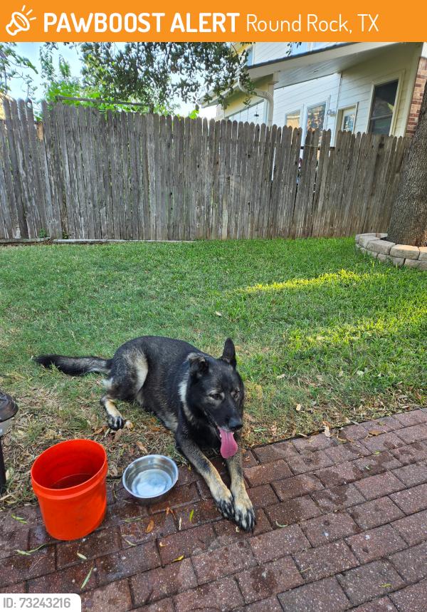 Found/Stray Male Dog last seen Cat Hollow Community, Round Rock, TX 78681