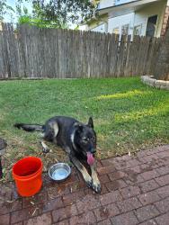 Found/Stray Male Dog last seen Cat Hollow Community, Round Rock, TX 78681