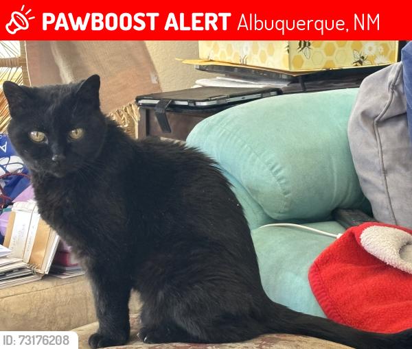 Lost Female Cat last seen Springhill Dr and Richland Hills Dr NW, Albuquerque, NM 87114