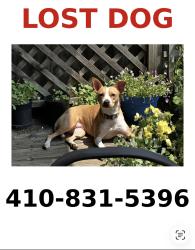 Lost Female Dog last seen Washington and E Lafayette Avw, Baltimore, MD 21213