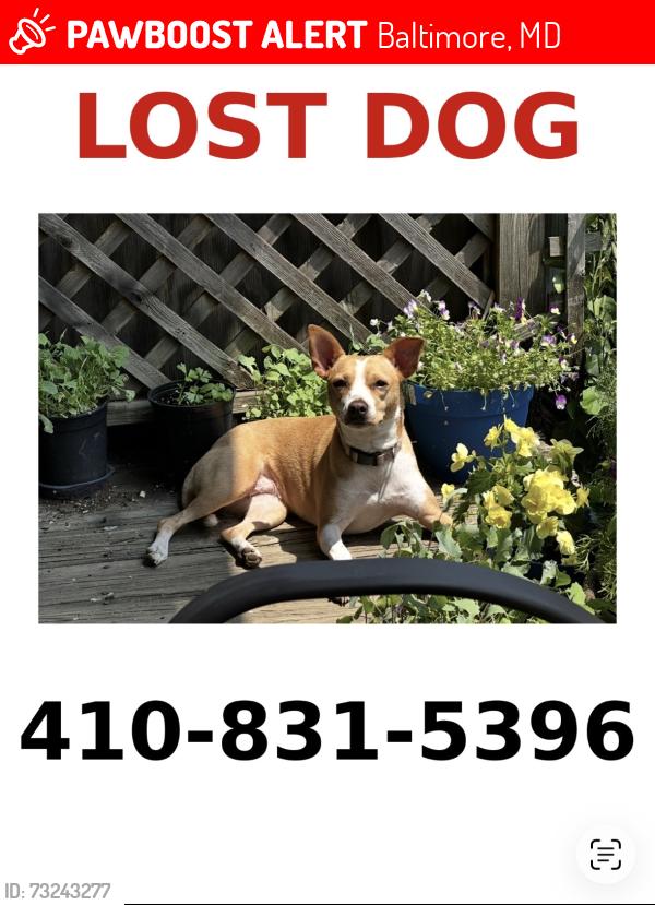 Lost Female Dog last seen Washington and E Lafayette Avw, Baltimore, MD 21213