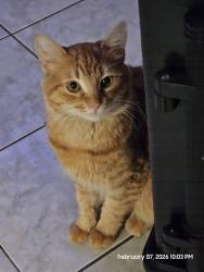 Lost Male Cat last seen EagleNest, Diamond Bar, CA 91765