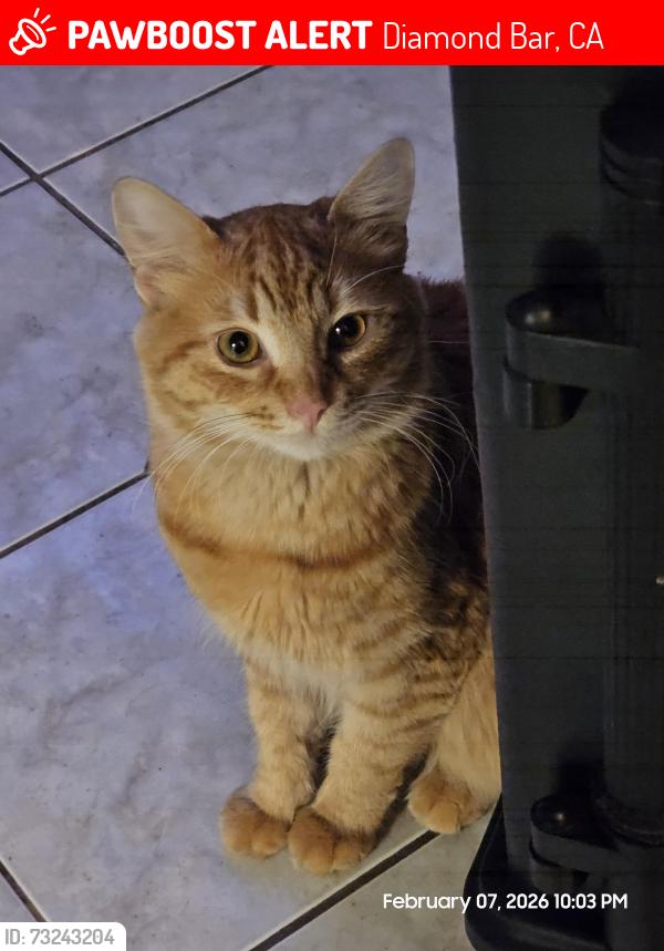 Lost Male Cat last seen EagleNest, Diamond Bar, CA 91765