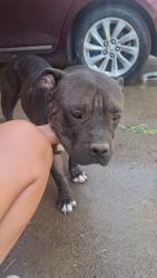 Found/Stray Female Dog last seen Near Leigh ave amarillo tx, Amarillo, TX 79110