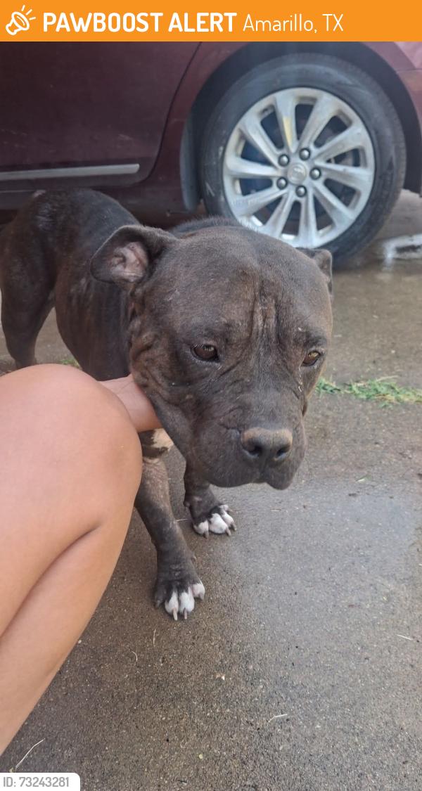 Found/Stray Female Dog last seen Near Leigh ave amarillo tx, Amarillo, TX 79110