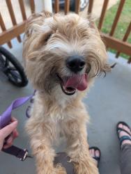 Reunited Male Dog last seen Near Hazelwood Elementary, Baltimore, MD 21206