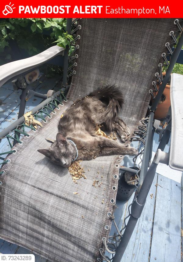 Lost Female Cat last seen Park Hill Rd, Easthampton, MA 01027