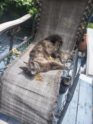 Lost Female Cat last seen Park Hill Rd, Easthampton, MA 01027