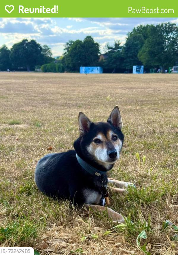 Reunited Male Dog last seen walking SOUTH from Enfield High St on Friday night, towards Palmers Green or Winchmore Hill., Enfield, England 