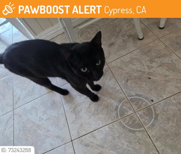 Found/Stray Male Cat last seen Carob st cul de sac by crescent in cypress, Cypress, CA 90630