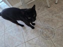 Found/Stray Male Cat last seen Carob st cul de sac by crescent in cypress, Cypress, CA 90630