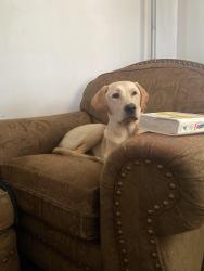 Lost Male Dog last seen Near 10th st severy ks, Severy, KS 67137