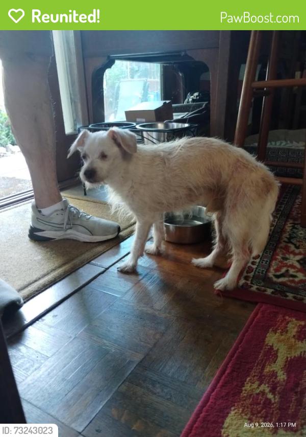 Reunited Male Dog last seen Buena Vista and Via Carmen., San Lorenzo, CA 94580