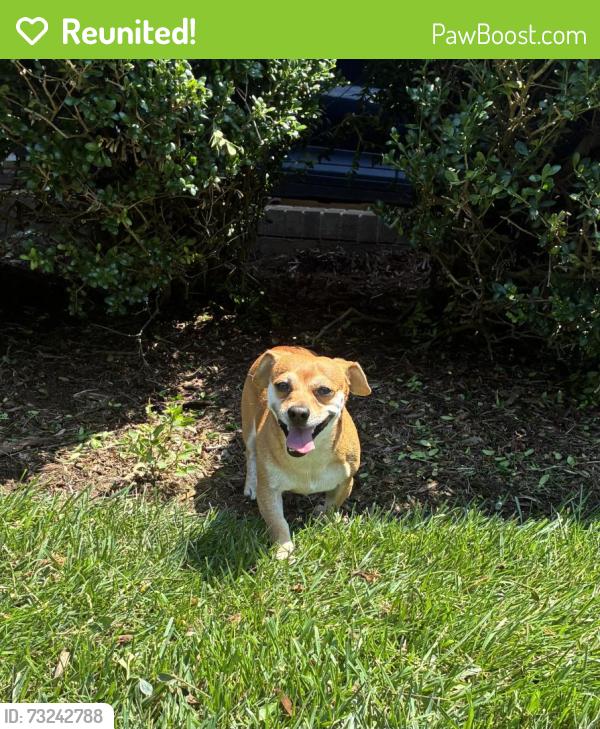 Reunited Male Dog last seen Robinson Rd, Newton, NC 28602