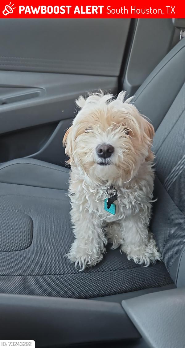 Lost Female Dog last seen Near York St apto C, South Houston, TX 77587
