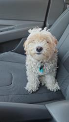 Lost Female Dog last seen Near York St apto C, South Houston, TX 77587