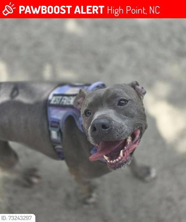 Lost Female Dog last seen Near Exxon gas station and woodbend ct, High Point, NC 27265