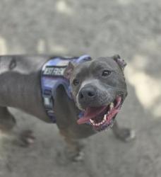 Lost Female Dog last seen Near Exxon gas station and woodbend ct, High Point, NC 27265
