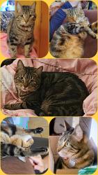 Lost Male Cat last seen Near S 160th St, SeaTac, WA 98188, SeaTac, WA 98188