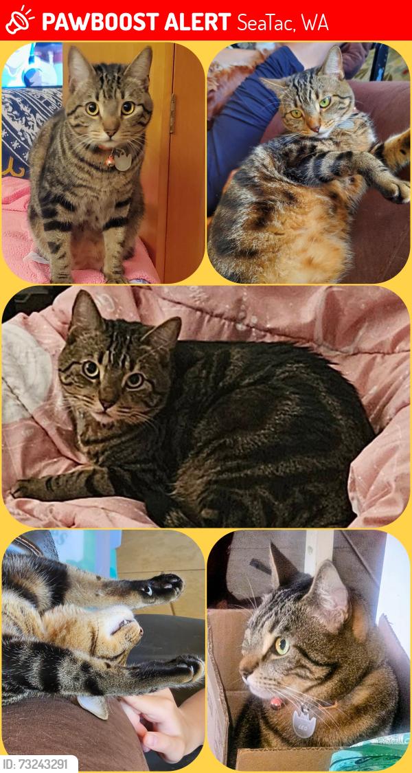 Lost Male Cat last seen Near S 160th St, SeaTac, WA 98188, SeaTac, WA 98188