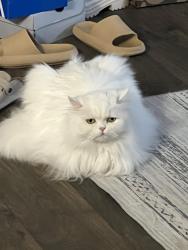 Reunited Male Cat last seen Near Three Springs Trail, Greenville, SC 29615