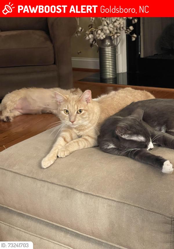 Lost Male Cat last seen Dobbs Place and Mills dr, Goldsboro, NC 27534