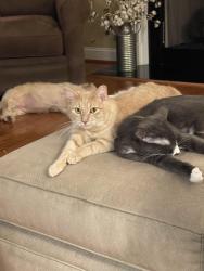 Lost Male Cat last seen Dobbs Place and Mills dr, Goldsboro, NC 27534