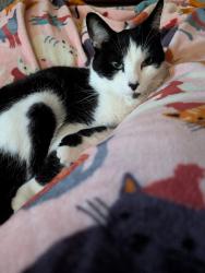 Lost Male Cat last seen 116th and Hague - Sunblest Farms Neighborhood, Fishers, IN 46038